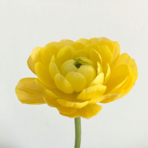 Ranunculus Ranunculus Yellow, Yellow Ranunculus, Paint Flowers, Watercolor Subjects, Paper Flower Tutorial, African Violets, Crepe Paper, Ranunculus, Flower Tutorial