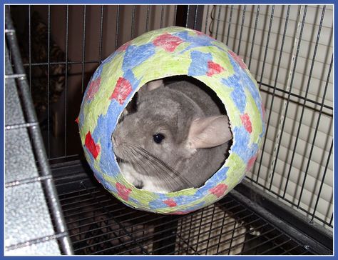 The Thrifty Fur Baby Foster Mama: DIY Paper Mache Hide Out and Chew Toy Diy Chinchilla Toys, Diy Guinea Pig Toys, Chinchilla Care, Pet Craft, Chinchilla Toys, Diy Paper Mache, Chinchilla Cage, Gus Gus, Rat Toys