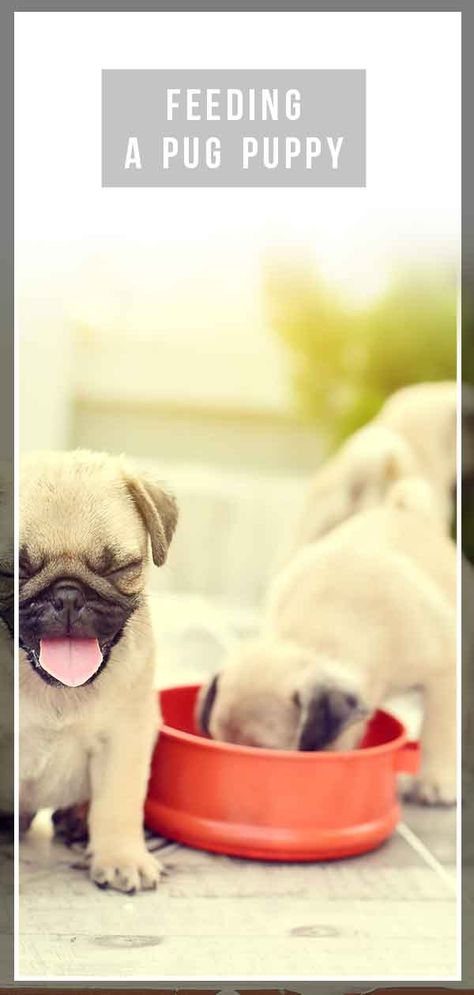 Pug Puppy Care, Puppy Feeding Schedule, Pug Training, Puppy Feeding, New Puppy Checklist, Puppy Checklist, Old Pug, Bearded Dragon Cute, Puppy 101