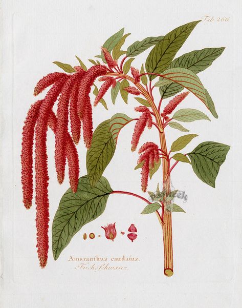 Amaranthus caudatus from Ferdinand Vietz Icones Plantarum 1800-1822 Amaranth Flower Tattoo, Amaranth Tattoo, Amaranthus Caudatus, Botanical Prints Free, Amaranth Flower, Letras Cool, Photography Inspiration Nature, Botanical Tattoo, Flower Meanings