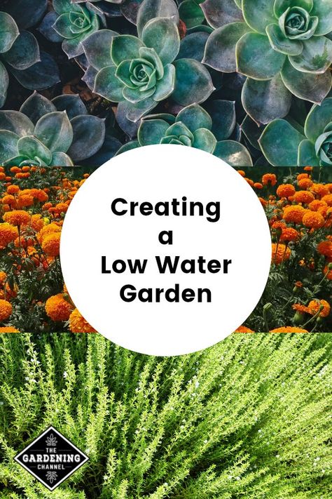 Follow these gardening tips for low water gardens, including tips on growing in hot, dry climates. #gardeningchannel #gardening #hotclimategardening Low Water Garden, Low Water Landscaping, Low Water Plants, Low Water Gardening, Dry Garden, Meteor Garden 2018, Market Garden, Water Gardens, Beautiful Flowers Garden