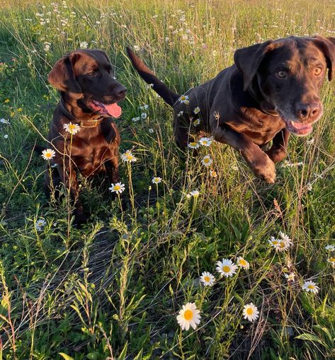 Dogs In Love Aesthetic, Dogs In Nature Aesthetic, People With Dogs Aesthetic, 2 Dogs Aesthetic, Two Dogs Aesthetic, Chocolate Lab Aesthetic, Credence Aesthetic, Yellow Ledbetter, Labs Dogs