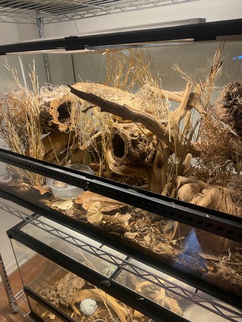 Hognose Snake Enclosure, Corn Snake Vivarium, Bioactive Hognose Enclosure, Mouse Enclosure, Themed Snake Enclosure, Arid Terrarium, Arid Vivarium, Snake Tanks, Desert Terrarium Reptile