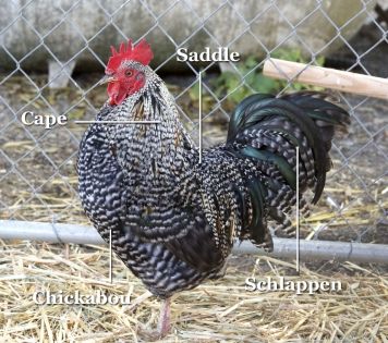 Backyard Chicken Run, Barred Rock Rooster, Barred Plymouth Rock Chickens, Barred Rock Chickens, Chicken Backyard, Plymouth Rock Chicken, Best Laying Chickens, Barred Rock, Chicken Incubator