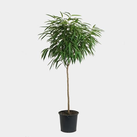 Greenery Unlimited | Ficus Alli Care Ficus Alli, Ficus Alii, Ficus Plant, Self Watering Containers, Ficus Tree, Indoor Trees, Floor Plants, Plant Guide, Soil Layers