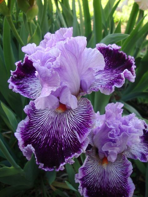 Purple Bearded Iris, Iris Garden Ideas, Iris Varieties, Iris Plant, Irises Flowers, Purple Iris Flowers, Iris Photography, Photos Of Flowers, Purple Flowers Garden