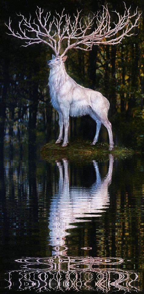 Herne, The White Stag…  Mythology/ Legend - Celtic Protector of The Forest Creature Fantasy, Celtic Mythology, Fantasy Magic, Mule Deer, Islamabad Pakistan, White Wolf, Mythological Creatures, Mystical Creatures, Arte Fantasy