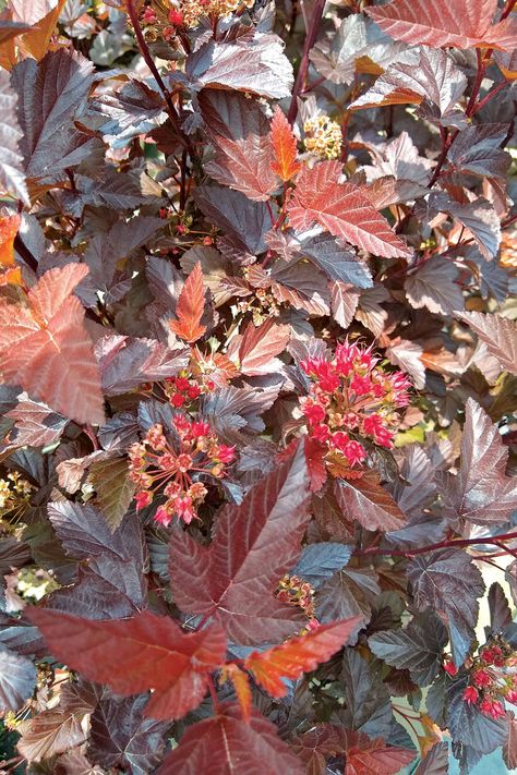 The Best Ninebark Shrubs for the Garden - FineGardening Ninebark Shrub, Physocarpus Opulifolius, Xeriscape Front Yard, Fall Landscaping, Front Lawn Landscaping, Better Habits, Chicago Botanic Garden, Foundation Planting, Garden Shrubs