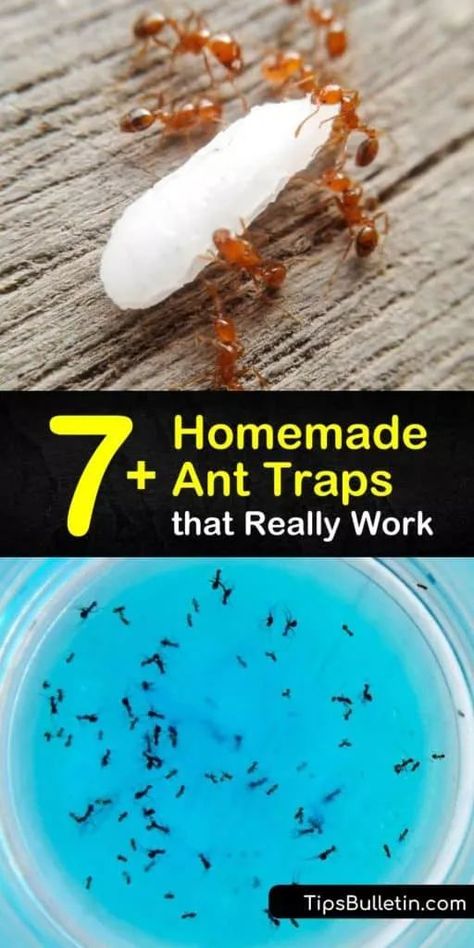 Learn how to make a homemade ant trap as a form of DIY pest control. Tempt the pests with an ant bait like powdered sugar or peanut butter, then kill ants with Borax or baking soda. Target sugar ants, fire ants, and more with a homemade ant killer. #trap #ants #diyanttraps #killants Ant Bait Homemade, Indoor Ant Killer, Diy Ant Trap Indoor, Any Killer Diy, How To Get Rid Of Ants In The House Diy, Best Way To Get Rid Of Ants, Homemade Ant Trap For Inside, Homemade Ant Killer For Inside, How To Kill Ants