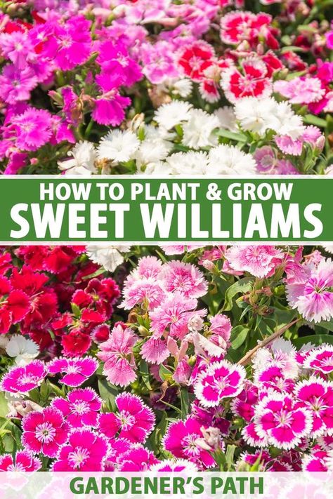 With bright colors and a lovely, sweetly spicy scent of cloves, sweet william (Dianthus) flowers are a welcome addition to beds and borders, flowering in late spring and reblooming lightly through summer. Join us for a look at how to plant and grow these flowers now on Gardener's Path. #sweetwilliams #gardenerspath Dianthus Sweet William, Sweet William Dianthus, Sweet Williams Flowers, Sweet William Flowers Tattoo, Dianthus Flowers Landscape, Sweet William Flowers, Front Yard Flowers, Border Flowers, Repotting Plants