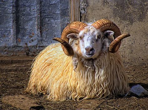 Icelandic sheep by marketa.kalvachova, via Flickr Schlatt Cosplay, Bee Pics, Sheep Pictures, Icelandic Sheep, Sheep Paintings, Sheep Breeds, Sheep Art, Draw Animals, Counting Sheep