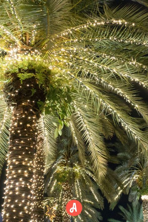 Palm trees adorned with Christmas lights, showcasing festive holiday decor against a tropical evening backdrop. Lights On Palm Trees, Trees For Christmas, Tree For Christmas, Wrapped Lights, Unique Themes, Christmas Charms, Ideas For Decorating, Holiday Entertaining, Tropical Vibes