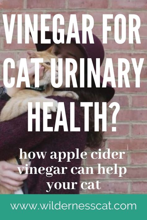 Can apple cider vinegar help? Apple cider vinegar for cats has a significant track record as a home remedy for feline UTI and other cat urinary tract health issues. If apple cider vinegar can treat urinary tract disease, this would be a life-saving home remedy that we should all know about. If it’s not, the claims circulating about apple cider vinegar as urinary tract panacea are nothing but dangerous. Find out the facts. Cat Remedies, Cat Health Remedies, Diy Cat Food, Cat Medicine, Cat Illnesses, Cat Pee, Homemade Cat, Cat Help, Urinary Tract