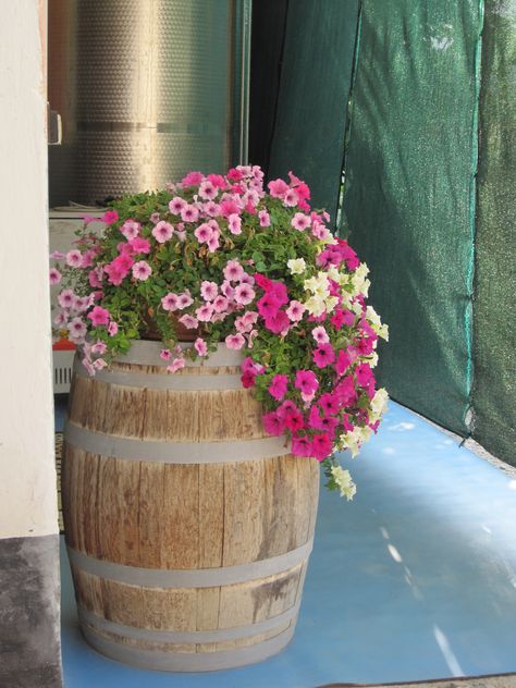 Wine barrel planter Wine Barrels With Flowers, Big Barrel Planter Ideas, Whiskey Barrel Flower Pot Ideas, Whiskey Barrel Outdoor Ideas, Wine Barrel Ideas Garden, Wiskey Barrell Ideas Plants, Wine Barrel Planter Ideas, Cascading Petunias, Whiskey Barrel Planter Flowers