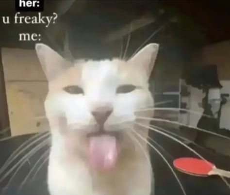 her: u freaky? me: Cat Memes, Orange, Memes