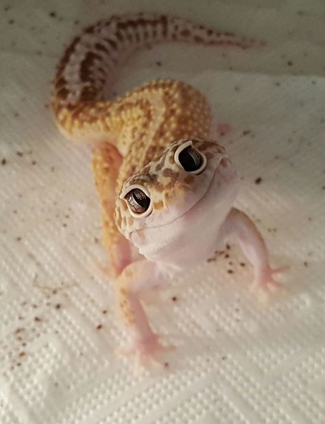 Cute Gecko, Cute Lizard, Pretty Snakes, Cute Reptiles, Cute Small Animals, Cute Animals Puppies, Funny Animal Photos, Super Cute Animals, Pretty Animals