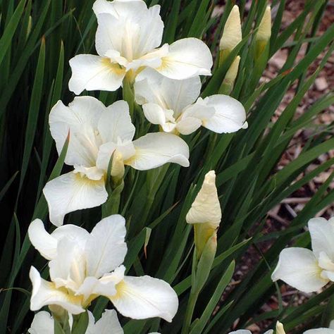 Iris Sibirica, Siberian Iris, Black Walnut Tree, Cactus Planta, White Iris, Moon Garden, Low Maintenance Plants, White Gardens, Iris Flowers