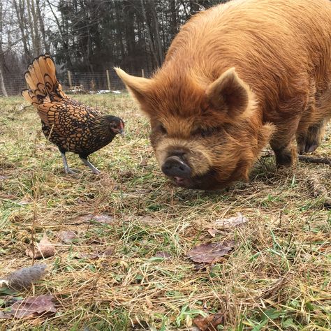 Kunekune Pigs, Farm Pets, Dream Pet, Keeping Chickens, Pig Farming, Mini Farm, Little Critter, Forest Friends, Photo Reference