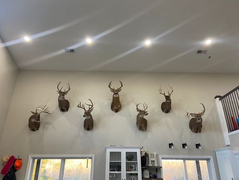 How To Hang Deer Mounts On Wall, Hanging Deer Mounts On Wall, Deer Mount Wall Arrangement, Mounted Deer Head Decor, Deer Heads Living Room, Deer Wall Mount, Deer Head Decor, Deer Heads Mount, Deer Skull Art