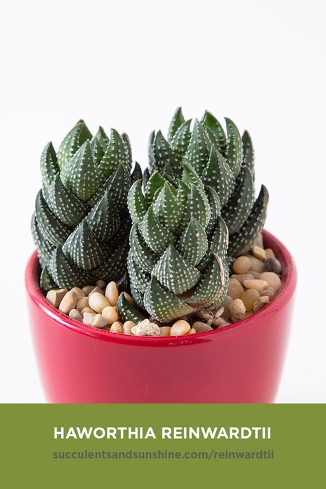 Haworthia reinwardtii is a small clumping succulent. Its leaves are large at the bottom, then narrowing to a point as it curves upwards. The leaves spiral in a column, and have white bumps on the outside of the leaves. #succulent #indoorsucculent #minaturesucculentgarden #indoorsucculentgarden #fairygarden #haworthia #haworthiareinwardtii #succulentsandsunshine Succulent Names, Kaktus Dan Sukulen, Succulent Landscape Design, Succulent Garden Indoor, Zebra Plant, نباتات منزلية, Succulent Landscaping, Miniature Gardens, Types Of Succulents