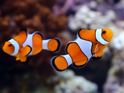 Chez les poissons-clowns, les mâles changent leur cerveau pour devenir femelle. Image Of Fish, Salt Water Fish, Fennec Fox, Saltwater Tank, Water Animals, Marine Aquarium, Fish Wallpaper, Marine Fish, Pet Fish