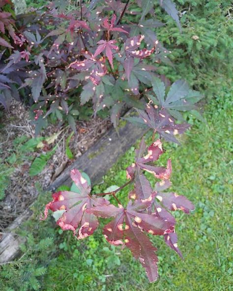 Why Is My Japanese Maple Leaves Curling? – World of Garden Plants Japanese Maple Tree Care, Chinese Maple Tree, Red Dragon Japanese Maple, Japanese Maple Care, Plant Leaves Turning Brown, Bloodgood Japanese Maple, Japanese Maple Leaves, Maple Bonsai, Brown Tree