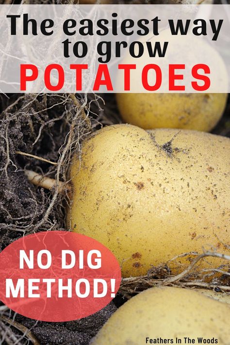 Potatoes being dug out of a grow bag Potato Gardening, Sweet Potato Plant, Grow Potatoes, Garden Patch, Garden Prepping, Planting Potatoes, Vegetable Garden Tips, Growing Veggies, Growing Potatoes