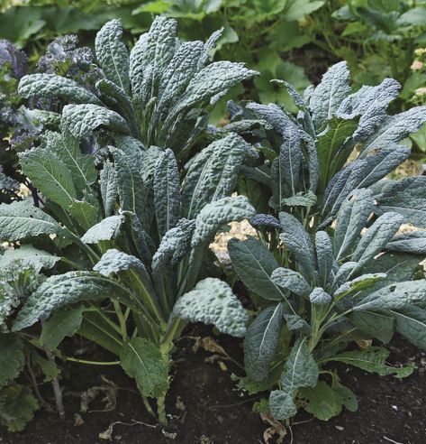 Kale Garden, Grow Kale, Kale Growing, What To Do With Kale From Garden, Different Types Of Kale, Types Of Kale Leaves, Apartment Vegetable Garden, Harvesting Kale, Kale Plant