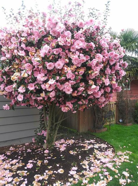 Camelias Camelia Tree, Camelia Flowers, Camellia Tree, Camelia Flower, Anime Aesthetic, Yard Ideas, Landscape Design, Beautiful Flowers, Sparkle