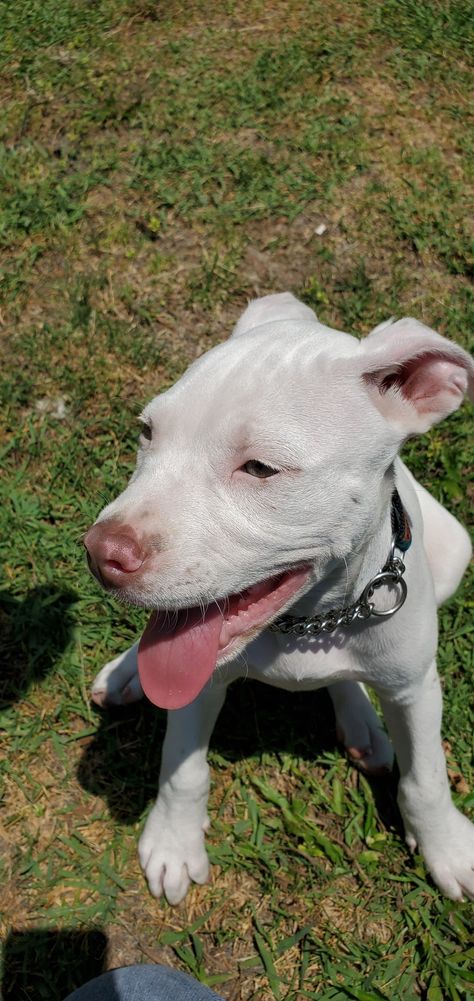 White Pitbull Puppies, Cute Pitbulls, White Pitbull, Red Nose Pitbull, Nanny Dog, Estilo Swag, Pitbull Puppy, White Puppies, Pitbull Puppies