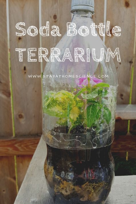 Bottle Terrarium Diy, Terrarium Diy Kids, Enclosed Terrarium, Ecosystem In A Bottle, Ecosystem Project, Diy Soda, Ecosystems Projects, Earth Science Activities, Bottle Terrarium