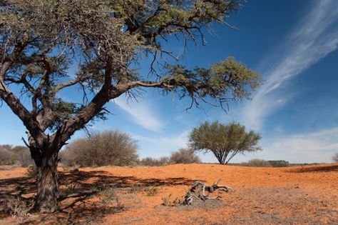 Kalahari Desert, Landscape Painting Tutorial, Desert Dream, Africa Map, Out Of Africa, Exotic Places, Beautiful Scenery Nature, Botswana, Landscape Photos