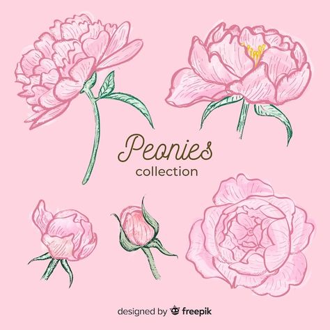 Collection of hand drawn peony flowers | Free Vector #Freepik #freevector #flower #wedding #floral #flowers Draw Peonies, Peony Flower Drawing, Peonies Drawing, Peony Drawing, Peony Illustration, Print Scarf Design, Happy Birthday Illustration, The Finder, Peony Art