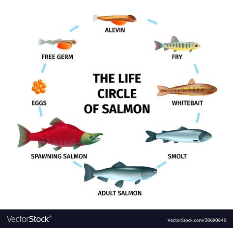 Underrated Animals, Salmon Life Cycle, Salmon Drawing, Fish Life Cycle, Circle Composition, August Activities, Life Circle, Interpretive Signage, Image Of Fish