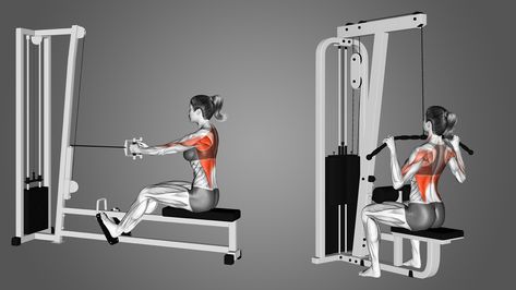 Seated Row Exercise, Lat Pulldown Exercises, Seated Row Machine, Back Muscle Exercises, Muscles Of The Back, Lat Pulldown Machine, Seated Row, Biceps Brachii, Rowing Workout