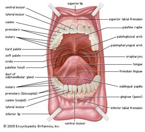 Under Tongue Diagram Mouth Anatomy, Dental Assistant School, Anatomy Head, Dental Hygienist School, Dental Assistant Study, Human Mouth, Dentist Assistant, Dental Hygiene Student, Human Digestive System