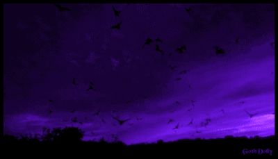 Banners Gif, Banner Gifs, Dc Banner, Fall Purple, Sky Gif, Violet Aesthetic, Black Banner, Purple Vibe, Catty Noir