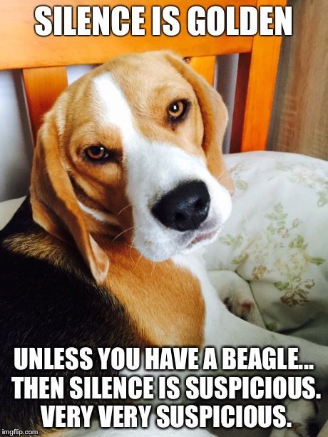 Beagle Breeds, Beagle Funny, Dog Poems, Silence Is Golden, Dog Video, Cute Beagles, Dog Quotes Funny, Dogs Funny, Funny Dog Memes