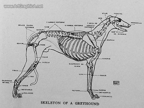 drawing greyhounds, greyhound anatomy Greyhound Anatomy, Dog With Bone Drawing, Borzoi Anatomy, Canine Muscle Anatomy, Greyhound Skeleton, Dog Anatomy Organs, Borzoi Dog, Scientific Drawing, Male Figure Drawing