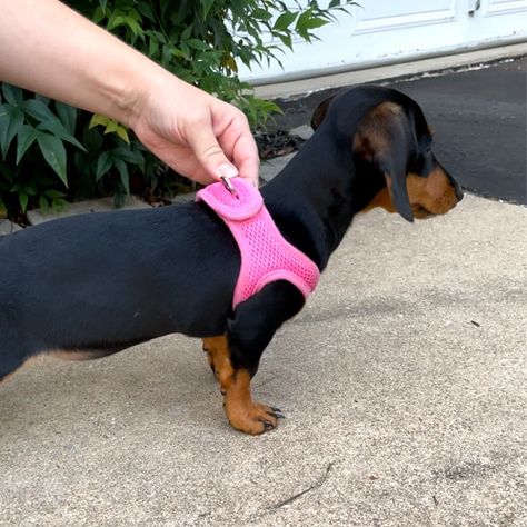 velpro pin harness dachshund puppy Dachshund Harness, Mini Dachshund Clothes, Dachshund Accessories, Piebald Dachshund, Cute Dog Harness, Puppy Items, Dachshund Clothes, Dachshund Breed, Dog Remedies