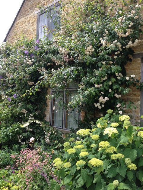 Hydrangea Annabelle amongst the climbing roses and perennials Butter Wakefield, Hydrangea Annabelle, Side Path, Climbing Hydrangea, London Garden, Garden Rooms, Wildflower Garden, Mediterranean Garden, Plant Combinations