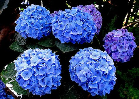 Hydrangea macrophylla by Neal1960 Garden Remedies, Acid Loving Plants, Hydrangea Macrophylla, Plant List, Natural Garden, Blue Hydrangea, Petunias, Hydrangea, Blue Flowers