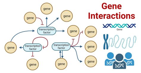 Gene interactions refer to the relationships between genes that affect the phenotype of an organism. Gene interactions occur when allelic or non-allelic genes affect the expression of specific phenotypic traits ... Read more The post Gene Interactions: Types, Examples, Mapping, Significances appeared first on Microbe Notes. Gene Keys Charts, Gene Expression Biology, Gene Mutation Biology, Abo Blood Group System, Mendelian Inheritance, Genetics And Evolution Notes, Rare Genetic Traits, Gregor Mendel, Inherited Traits