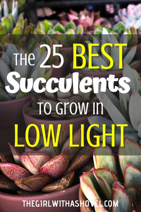 If you're looking to add a bit of greenery to your home without investing in bright lights or specialized climate control, you're in luck. There are plenty of low light succulents that are easy to care for and will thrive in most indoor conditions. In this article, we'll look at some of the best indoor succulents to grow in low light - perfect for anyone looking to liven up their homes without breaking the bank. Succulent Grow Light Set Up, Low Light Succulents Indoor, Best Indoor Plants For Low Light, Identifying Succulents, Sunroom Floor, Water Succulents, Low Light Succulents, Living Arrangements, Indoor Succulents