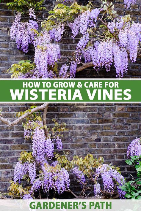 A wisteria in bloom is like something out of a fairy tale, with otherworldly clusters of purple, white, or pink blossoms dripping all over the vine. But it can quickly become a nightmare if it grows where you don’t want it. Visit Gardener’s Path now to learn how to grow this plant properly. #wisteria #gardenerspath Wisteria How To Grow, Wisteria Amethyst Falls, Wisteria Trellis, Wisteria Arbor, Types Of Gardens, Wisteria Plant, Wisteria Vine, Brick Pathway, Ferns Garden