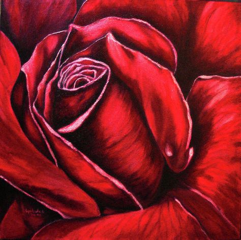 Close Up Drawing, Rosé Close Up, Peace Sign Hand, The Color Red, Rose Drawing, Boat Art, Rose Painting, Embroidery Inspiration, Nature Jewelry