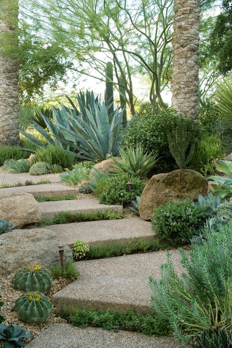 Make a park out of a path. This entry path feel more like a nature trail than a garden walk. Thyme grows between steps; boulders, cactus, and rosemary fringe the path’s edges. Arizona Landscaping, Walkway Landscaping, Modern Desert, Dry Garden, Garden Steps, Stone Path, Desert Garden, Mediterranean Garden, Native Garden