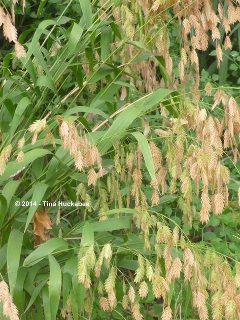 Northern Sea Oats, Texas Plants, Sea Oats, Butterfly Species, Erosion Control, Water Wise, Shade Plants, Types Of Soil, Drought Tolerant