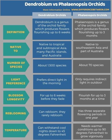 Difference Between Dendrobium and Phalaenopsis Orchids 3 Neuromuscular Junction, High Fever, Breast Milk, Amino Acids, Plexus Products, Disease, Orchids, Medical, Key