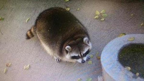 Chubby Trash Panda is listed (or ranked) 21 on the list The 51 Fattest Animals in Internet History Fat Raccoon, Fat Animals, Quick Pics, Pet Raccoon, Raccoon Funny, Trash Panda, Racoon, Funny Animal Pictures, Nature Animals